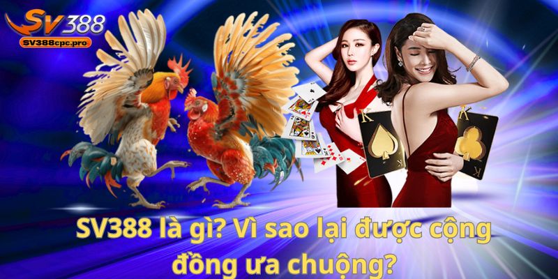 SV388 – Nhà Cái Đá Gà Với Khuyến Mãi Siêu Hấp Dẫn Cho Người Chơi Thực Thụ 1 SV388 là gì? Vì sao lại được cộng đồng ưa chuộng?